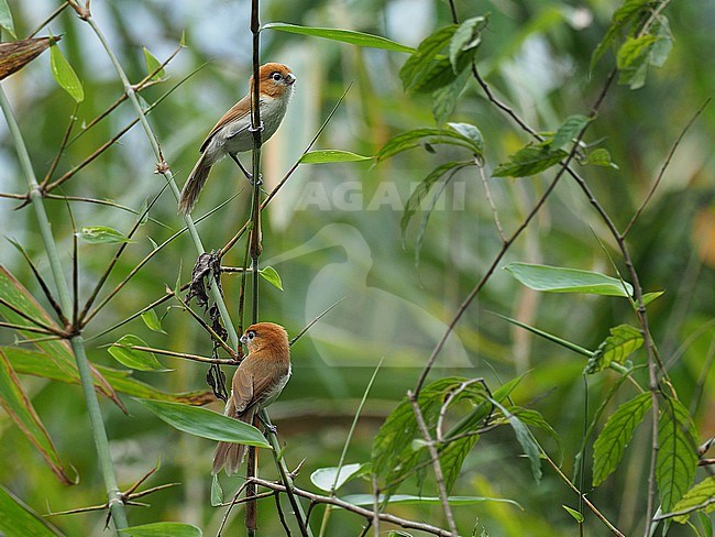 Pale-billed Parrotbill (Suthora atrosuperciliaris) in Northeast India. Also known as the black-browed parrotbill or lesser rufous-headed parrotbill. stock-image by Agami/James Eaton,