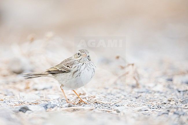 Berthelots Pipit - Kanarenpieper - Anthus berthelotii, Spain (La Gomera), adult stock-image by Agami/Ralph Martin,