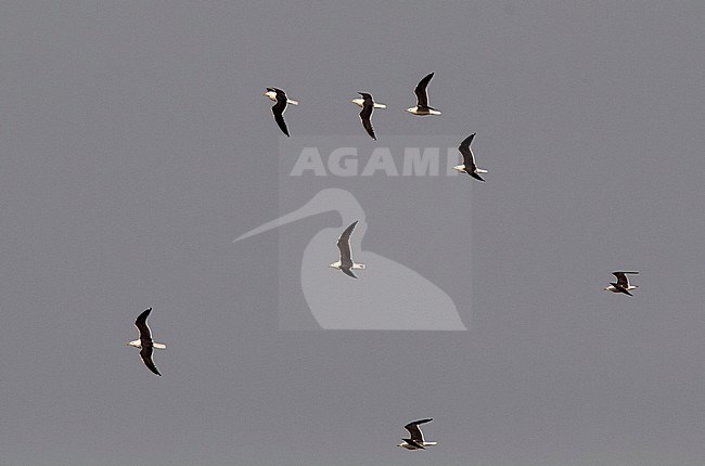 Adult and second-summer Baltic Gulls (Larus fuscus) strugling against the strong wind during spring migration in Egypt. stock-image by Agami/Edwin Winkel,