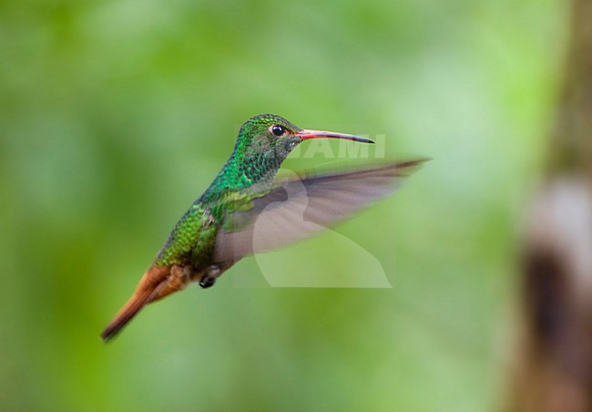 Roodstaartamazilia in de vlucht; Rufous-tailed Hummingbird in flight stock-image by Agami/Marc Guyt,