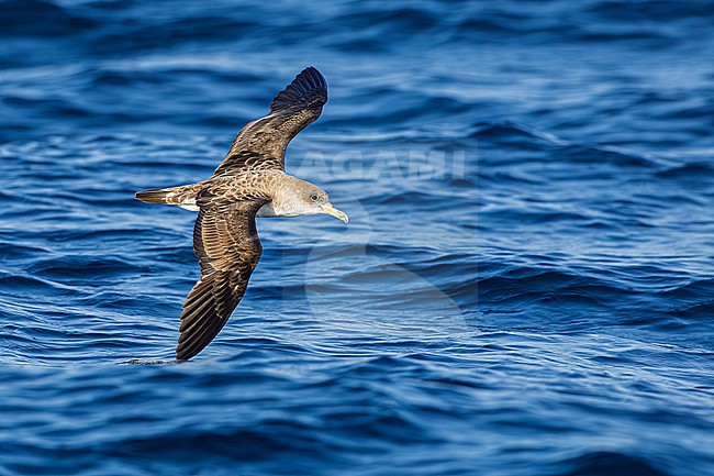 stock-image by Agami/Menno van Duijn,