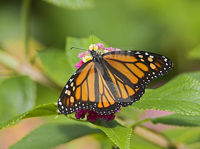  stock-image by Agami/Marc Guyt,