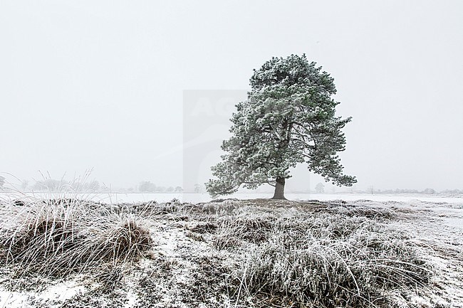 Winterlandschap Drents Friese Wold Winter landscape Drents Friese Wold stock-image by Agami/Wil Leurs,