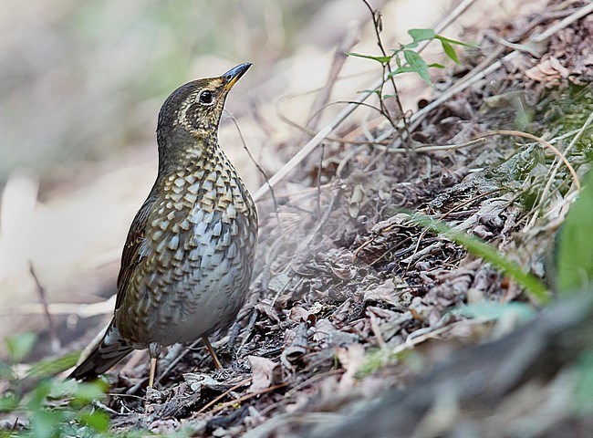 Female Siberian Thrush (Zoothera sibirica) during migration on Happy Island, China. A secretive species. In flight is shows a striking black band on the white underwings. stock-image by Agami/Markus Varesvuo,