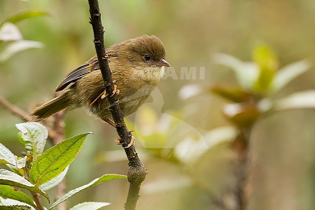 Birds of Peru, a Paradusco. stock-image by Agami/Dubi Shapiro,