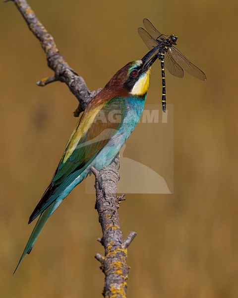 Bijeneter met prooi, European Bee-eater with prey stock-image by Agami/Daniele Occhiato,