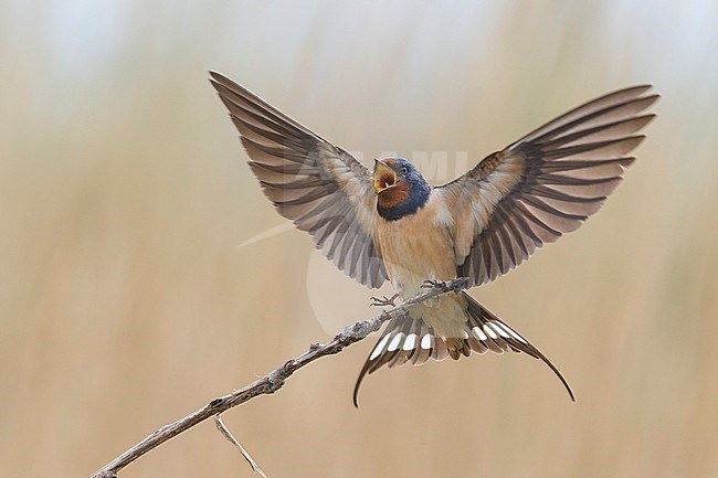 Boerenzwaluw met vleugels wijd, Barn Swallow with wings out stock-image by Agami/Daniele Occhiato,