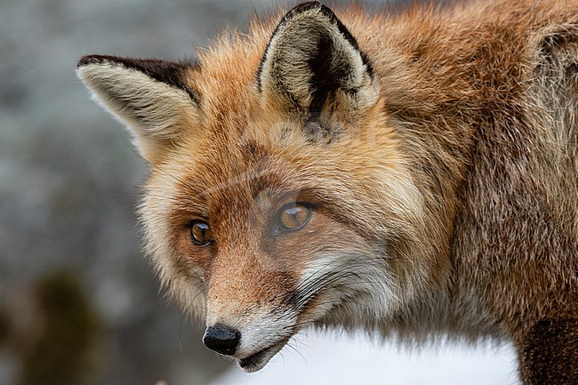 Close up portrait of a red fox, Vulpes vulpes. Aosta, Val Savarenche, Gran Paradiso National Park, Italy. stock-image by Agami/Sergio Pitamitz,