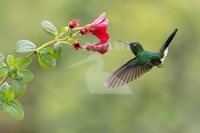 Tourlamine Sunangel (Heliangelus exortis) flying while feeding at a flower in Colombia, South America. stock-image by Agami/Glenn Bartley,