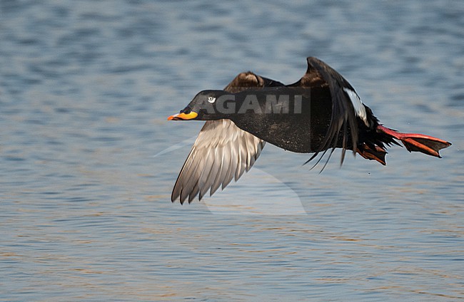  stock-image by Agami/Eduard Sangster,