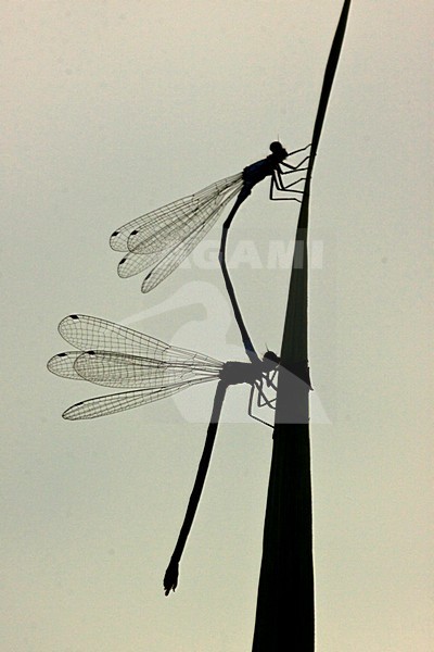 Azuurwaterjuffer, Azure Damselfly stock-image by Agami/Theo Douma,