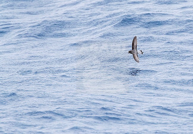 Grey-backed Storm Petrel (Garrodia nereis) in flight over the pacific ocean of subantarctic New Zealand. Banking low over the water surface. stock-image by Agami/Marc Guyt,