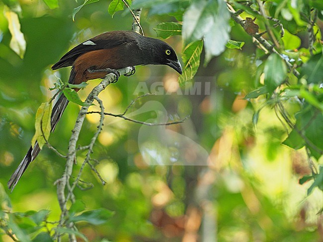 Andaman treepie (Dendrocitta bayleii) on the Andaman islands off India. stock-image by Agami/James Eaton,