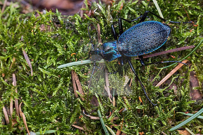 Carabus intricatus - Blue ground beetle - Dunkelblauer Laufkäfer, Germany (Baden-Württemberg), imago, female stock-image by Agami/Ralph Martin,