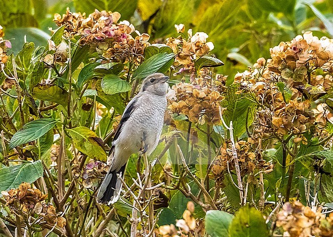 First -winter Northern Shrike perched on hydrangeas in Caldera of Corvo, Azores, Portugal. October 19, 2014. First for WP. stock-image by Agami/Vincent Legrand,