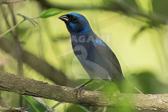 Adult male
Nuevo Leon, Mexico
May 2022 stock-image by Agami/Brian E Small,