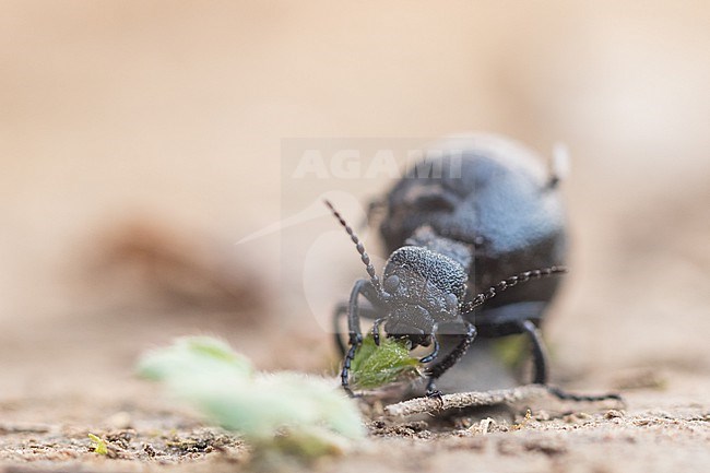 Meloe rugosus - Mattschwarzer Maiwurmkäfer, Germany (Baden-Württemberg), imago stock-image by Agami/Ralph Martin,