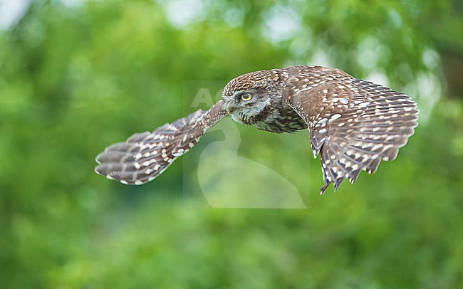 Little Owl (Athene noctua) in flight stock-image by Agami/Lennart Verheuvel,