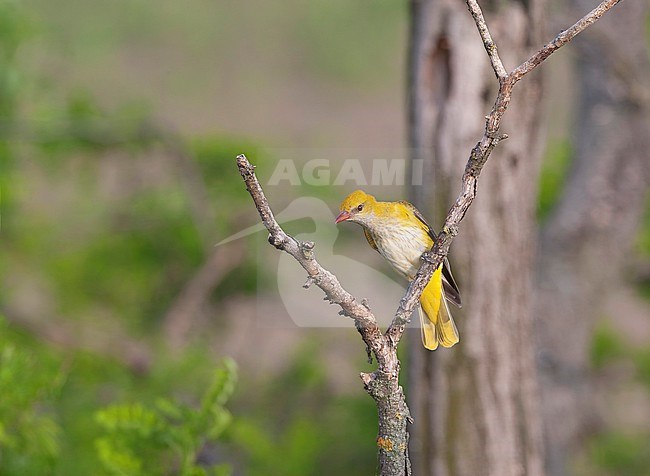 Adult female European Golden Oriole, Oriolus oriolus, in Europe. stock-image by Agami/Marc Guyt,