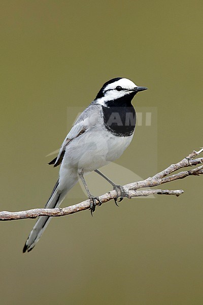 Adult male East Siberian Wagtail (Motacilla ocularis) in breeding plumage. Perched on a twig in Seward Peninsula, Alaska, United States. stock-image by Agami/Brian E Small,