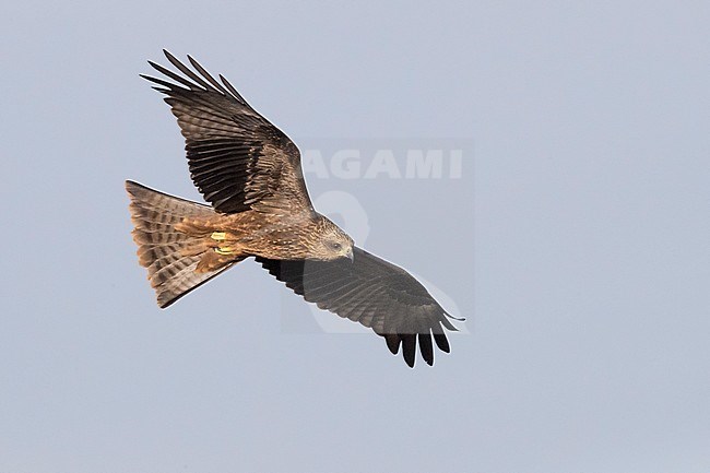 Black Kite (Milvus migrans), juvenile in flight, Basilicata, Italy stock-image by Agami/Saverio Gatto,