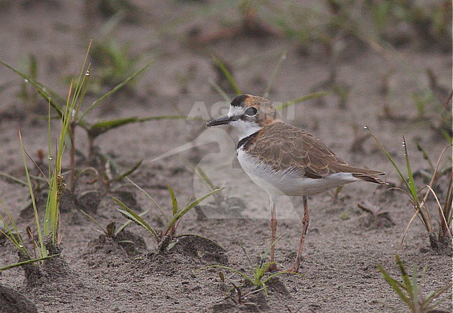 Collared Plover (Charadrius collaris) foraging near water stock-image by Agami/Ian Davies,