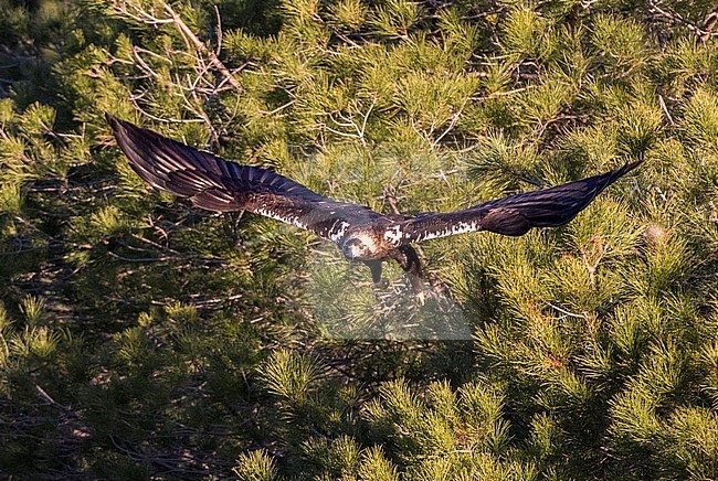 Adulte Spaanse Keizerarend in flight; Adult Spanish Imperial Eagle (Aquila adalberti) in flight stock-image by Agami/Oscar Díez,