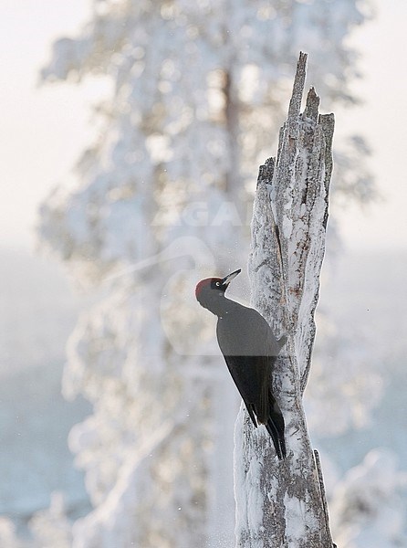 Black Woodpecker male (Dryocopus martius) Kuusamo Finland february 2018. stock-image by Agami/Markus Varesvuo,
