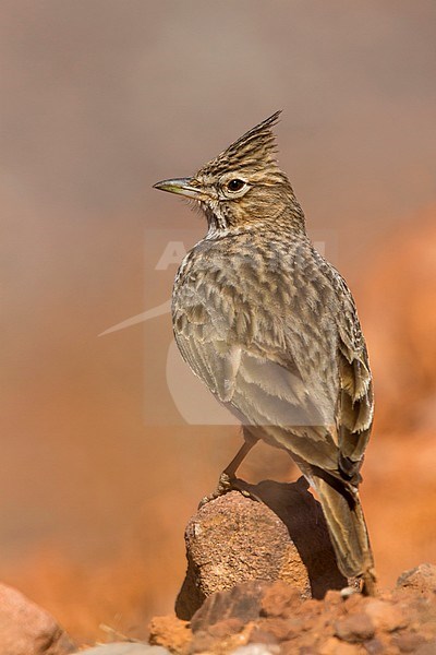 Thekla Lark - Theklalerche - Galeridae theklae ssp. ruficolor, Morocco, adult stock-image by Agami/Ralph Martin,