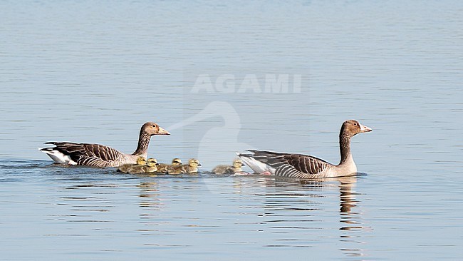 Greylag Goose (Anser anser) adult swimming with chicks stock-image by Agami/Roy de Haas,