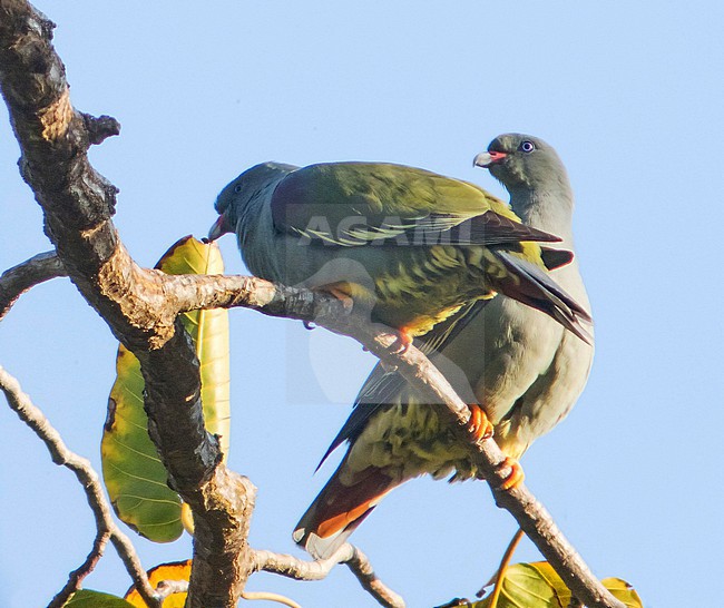 Pemba Green Pigeon (Treron pembaensis) in Tanzania. stock-image by Agami/Pete Morris,