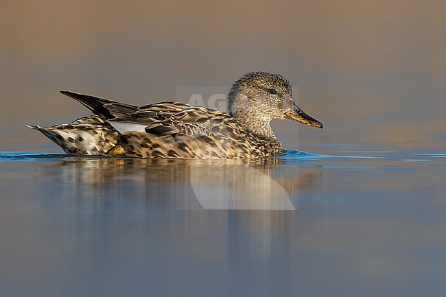 Swimming Gadwall, Anas strepera, in Italy. stock-image by Agami/Daniele Occhiato,