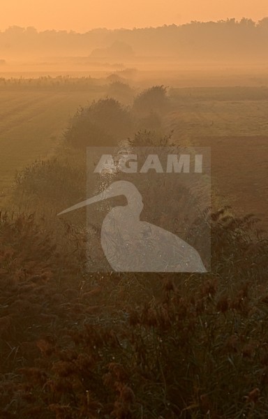Poldersloot in de avond; Polder creek in the evening stock-image by Agami/Hans Gebuis,