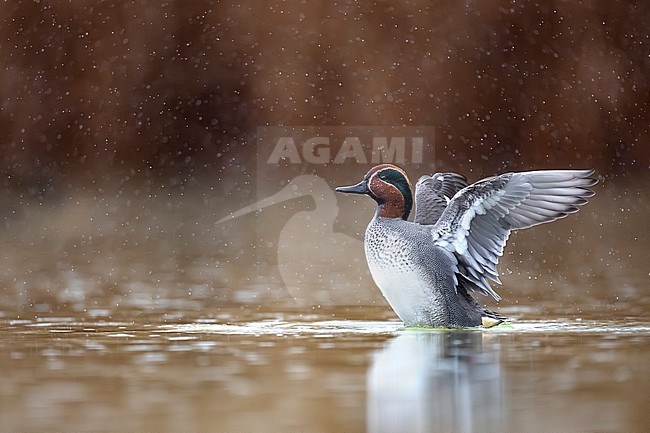 Eurasian Teal (Anas crecca) in Italy. stock-image by Agami/Daniele Occhiato,