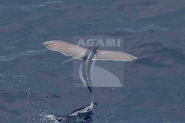 Flying fish species taking off from the ocean surface. stock-image by Agami/Laurens Steijn,