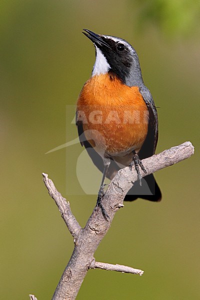 Perzische Roodborst zingend op een tak; White-throated Robin singing on a branch stock-image by Agami/Daniele Occhiato,