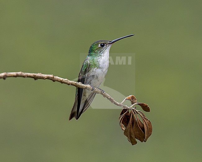 White-bellied Hummingbird (Elliotomyia chionogaster chionogaster) perched on a thin twig, with plain background stock-image by Agami/Andy & Gill Swash ,