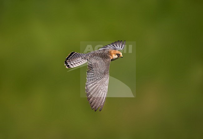 Roodpootvalk, Red-footed Falcon, Falco vespertinus stock-image by Agami/Marc Guyt,