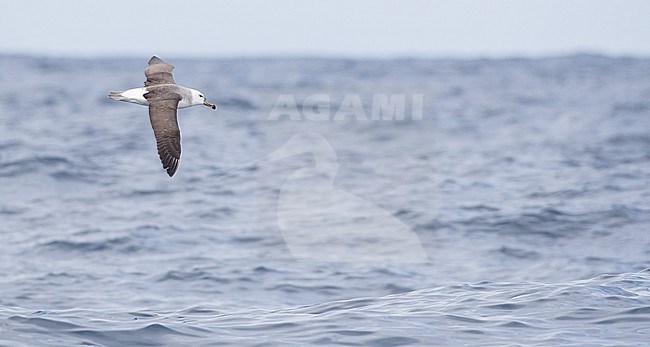 Immature Black-browed Albatross (Thalassarche melanophris) in flight over southern Pacific ocean off New South Wales in Australia. stock-image by Agami/Ian Davies,