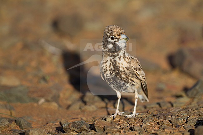 Thick-billed Lark - Knackerlerche - Rhamphocory clotbey, Morocco, male stock-image by Agami/Ralph Martin,