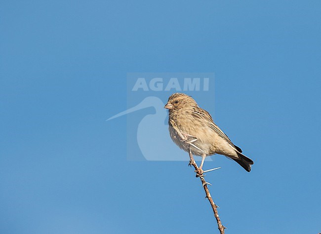Black-throated Canary (Crithagra atrogularis) in South Africa. stock-image by Agami/Pete Morris,