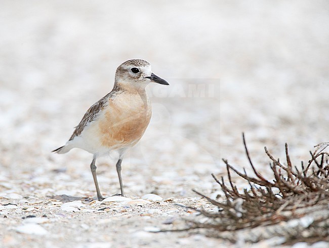 New Zealand Dotterel (Charadrius obscurus) at the coast of North Island, New Zealand. Adult standing on shell covered beach. stock-image by Agami/Marc Guyt,