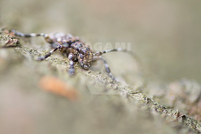 Acanthoderes clavipes - Keulenfüßiger Scheckenbock, Germany, imago stock-image by Agami/Ralph Martin,