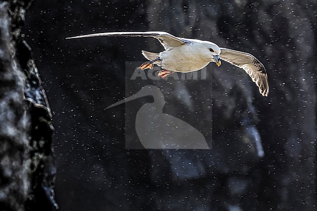 Northern Fulmar (Fulmarus glacialis auduboni) at the coastal breeding colony on Iceland. stock-image by Agami/Daniele Occhiato,