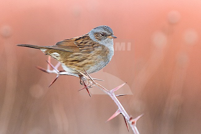 Dunnock, Prunella modularis, in Italy. stock-image by Agami/Daniele Occhiato,