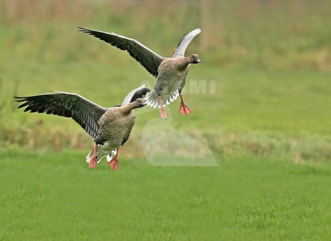 Pink-footed Goose (Anser brachyrhynchus), two birds landing, showing pink feet and underwing. stock-image by Agami/Fred Visscher,