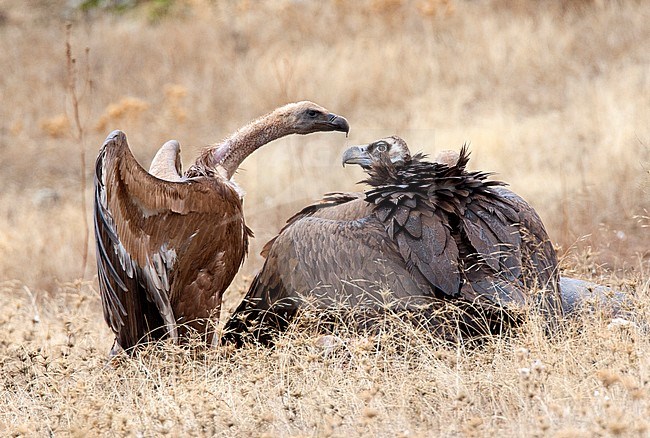 Vale Gier en Monniksgier, Griffon Vulture and  Cinereous Vulture stock-image by Agami/Roy de Haas,