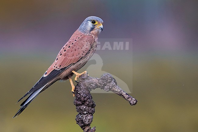 Male Eurasian Kestrel (Falco tinnunculus) perched on a broken branch in Italy. Photographed with first light, giving it a purple cast. stock-image by Agami/Daniele Occhiato,
