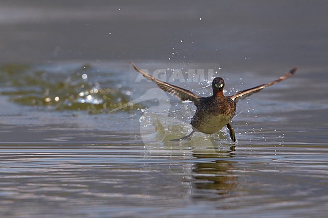 Dodaars, Little Grebe; stock-image by Agami/Daniele Occhiato,