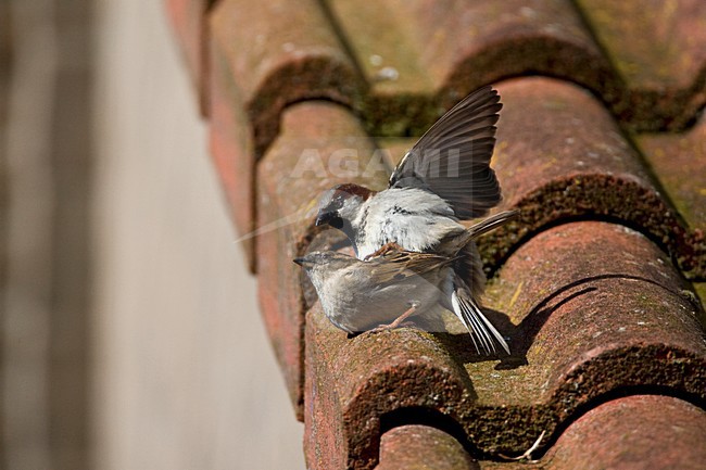Parende Huismussen op een dak; Mating House Sparrows on a roof stock-image by Agami/Marc Guyt,
